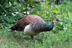 Peahen scrounging for a snack