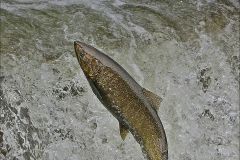 Salmon on the Fish Ladder