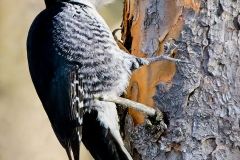 Black-backed Woodpecker hunting insects