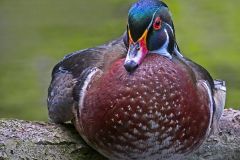 Male Wood Duck