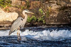 Great Blue Heron