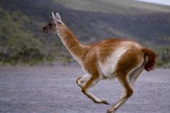 Leaping Alpaca