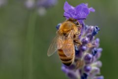 Honey Bee