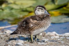 Wood Duck Duckling