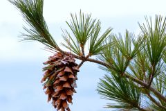 Pine Cone