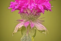Bee Balm