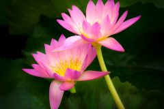 Water Lily