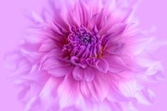 Dahlia in High Key