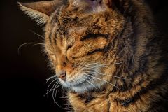 Basking In The Sun