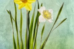 Daffodils