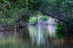 Mangrove Tunnel