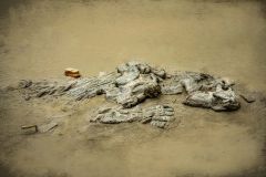 Hunting for dead dinosours 1