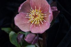 Portrait of a Hellebore