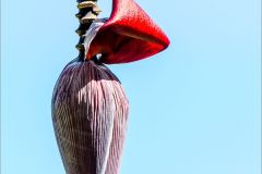 Banana Flower