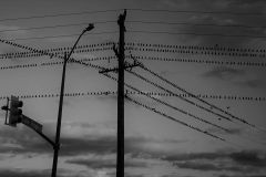 too many birds