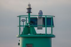 Snowy on the Lighthouse