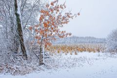 Autumn Colour on Display after Snowfall