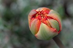 Tulip Budding