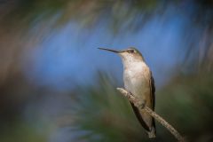 Female Ruby Throated Hummingbird