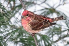 Purple Finch