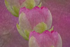 Lotuses