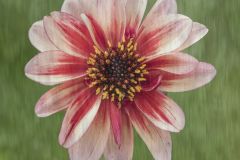Zinnia