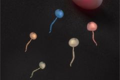 Fallopian Race