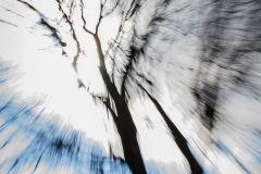 Dancing Maple