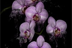 Melting Phalaenopsis