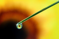 The Eye Of The Needle