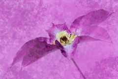 Clematis stamens