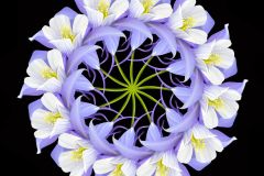 Columbine Mandala