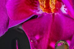 Flower in a flower