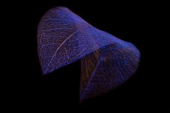 Skeletal Leaf