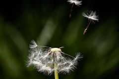 Dandelion