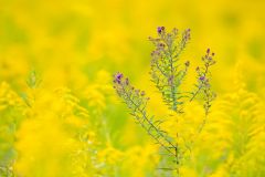New England Aster