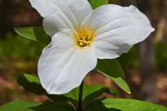 Trillium