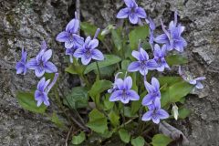 Birds-foot Violets