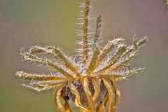 Helianthus annus