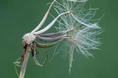 final stages of dandelion clock