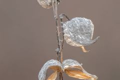 milkweed pods