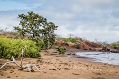 Beach on Floreana Galapagos