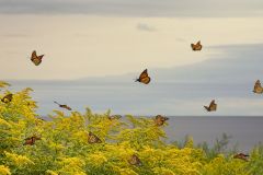 Goldenrod On Shoreline During Migration
