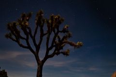 Joshua tree with the little dipper