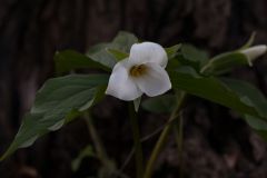White Trillium