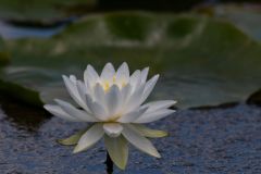 White Water Lily