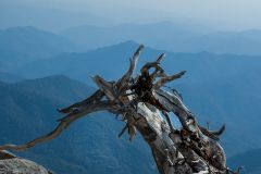 Old Tree  Kings Canyon National Park