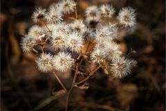Crooked Stem Aster Gone to Seed