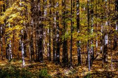 Last Autumn Days