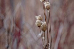 Thimbelweed Anemone Virginiana